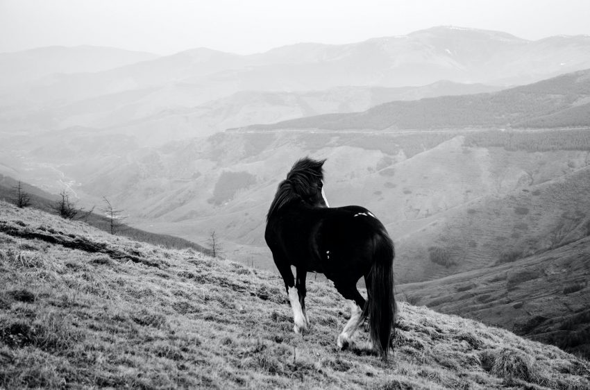 monochrome photography of horse on grass