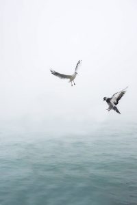 pigeon and seagull flying above body of water