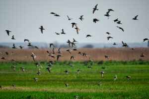 photo of a flock of birds flying below grass field
