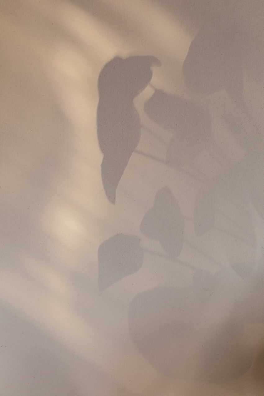 shadow of home plant on wall